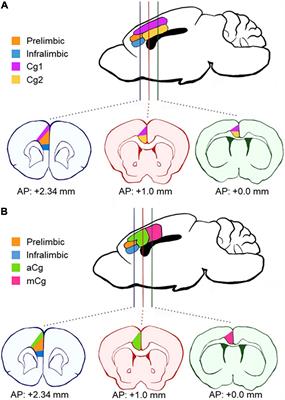 Frontiers | Are the Anterior and Mid-Cingulate Cortices Distinct 